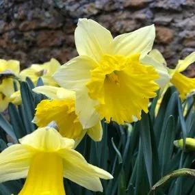 Irish Luck Daffodil (Narcissus Irish Luck) Hero Img